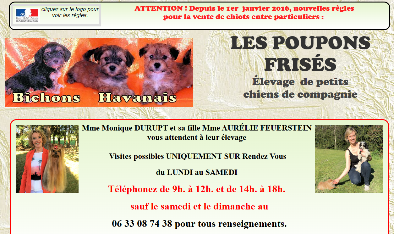 Les poupons frisés — Bichons à vendre